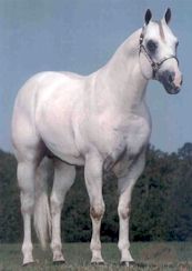 1993 Foundation Bred AQHA Stallion - Romans Royal Te